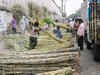 Maharashtra farmers sell premature sugarcane to mills