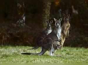 Kangaroos, including one carrying a joey in its pouch, stand by the side of a road on Mount Macedon