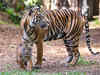 Saving tigers: Madhya Pradesh spent Rs 560 crore in 15 years to shift villagers