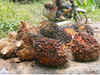 Palm oil industry's profits slip 25%, small firms shut shop