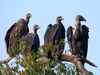 Vulture population on the rise in Madhya Pradesh