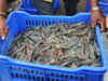 Drop in shrimp output rattles feed industry