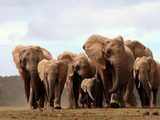 Addo Elephant National Park in South Africa