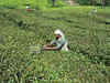 Fresh rain raises hope on Darjeeling tea production