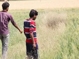 Primary agriculture credit cooperative societies have disbursed loans worth nearly Rs 924 crore to around 3 lakh 49 thousand farmers in the state in last two months, he added. Primary agriculture credit cooperative societies have disbursed loans worth nearly Rs 924 crore to around 3 lakh 49 thousand farmers in the state in last two months, he added.