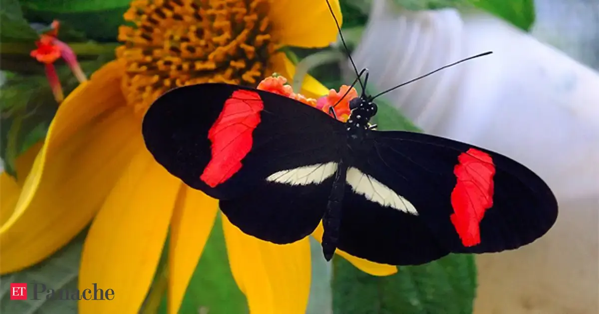 Decoded: Scientists discover how butterflies change colour - The ...