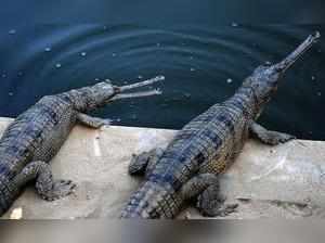 GharialS