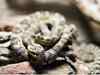 Nesting season of snakes begin in Bhitarkanika national park