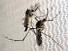 Protein that swallow up, quarantine Zika virus identified