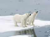 Arctic regions getting greener due to climate change: Nasa