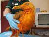 Seagull turns orange after falling into vat of chicken tikka masala