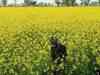 Traders expect bumper mustard crop in Rajasthan