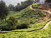 Warning of heavy rainfall worries Bengal tea sector