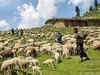 Gujjar-Bakerwal shepherds may return to J&K hills