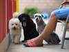 Dogs day out: Professionals step in to take pets for workout & play in metro cities