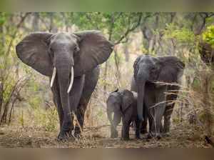 African Elephants - I
