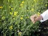 Central regulator poised to give its nod to GM mustard; Activists raise objections