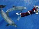 A diver dressed as Santa Claus swims with dolphins