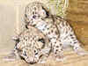 Darjeeling gets snow leopard from UK, another from France soon