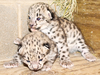 Darjeeling gets snow leopard from UK, another from France soon