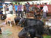 Radar on Chinese nationals for consuming beef in Madhya Pradesh