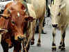 Junagadh Agricultural University scientists find gold in Gir cow urine