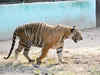 Centre's delay in releasing funds may hit tiger protection efforts