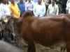 Gujarat researchers find traces of gold in urine of Gir cows