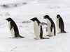 Climate change threatening penguins in Antarctica: Study
