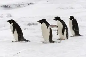 Penguin - Adelie - I
