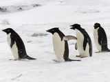 Climate change threatening penguins in Antarctica: Study