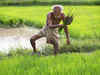 Monsoon catches up, bolsters rice, pulses planting