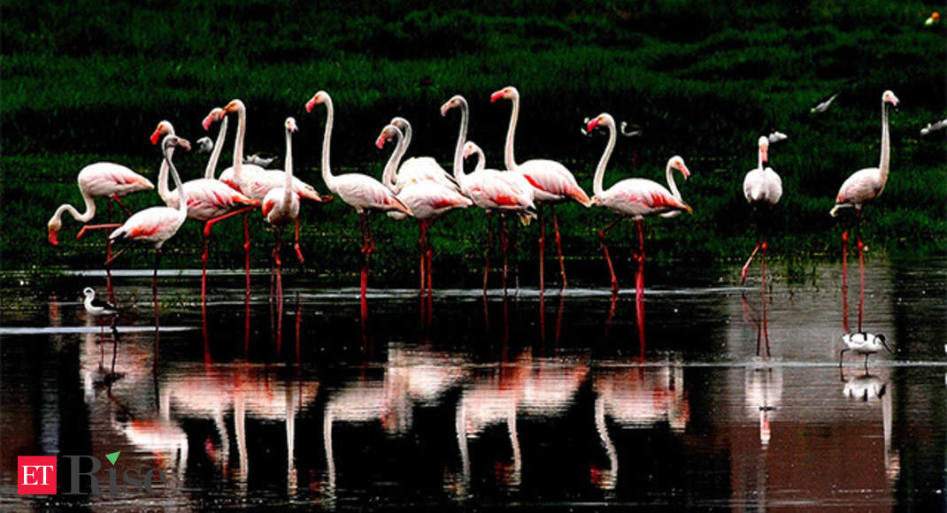 Flamingo Has Admin