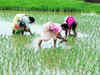 Farmers asked to sow water-guzzling crops
