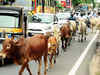 'Cow cess' on movies, weddings in Haryana?