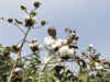 Whitefly fear: Cotton acreage drops to 61-year low