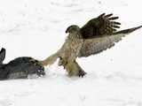 A hunting hawk catches a rabbit