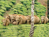 Corridor for elephants: Search for sustainable solution to human-elephant conflict