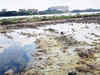Bengaluru's Jakkur lake turns wasteland; redesign begins