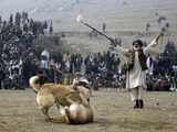 Dog fight in Kabul