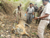 Over 70 cases of tiger deaths reported in 2016