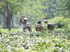 Tea planters apprehending heavy and long term yield loss