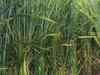 Barley futures slip as participants trim position