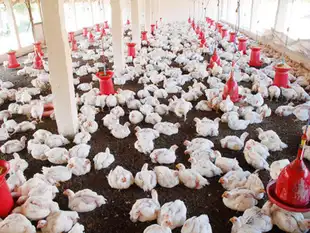Last year, the WTO had ruled that India’s ban on poultry shipments from the US was not tenable. Last year, the WTO had ruled that India’s ban on poultry shipments from the US was not tenable.