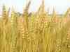 UP: Focus shifts to Rabi crops after bad Kharif season