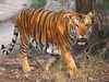 Poaching still remains the biggest threat to Indian tigers