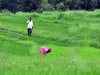 Good rainfall to bring rebound in pulses, kharif harvest