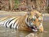 400 villages searched as hunt for missing tiger continues