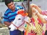 A no-slaughter promise in Bengal fetches big moolah