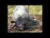 Another rhino found dead in flooded Kaziranga